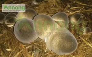 cach-trong-nam-rom-trong-nha-kinh-hieu-qua-8