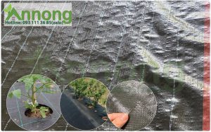 Bạt-diet-co-dai-tot-an-nong