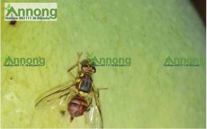 3-cach-tieu-diet-ruoi-vang-hieu-qua-1