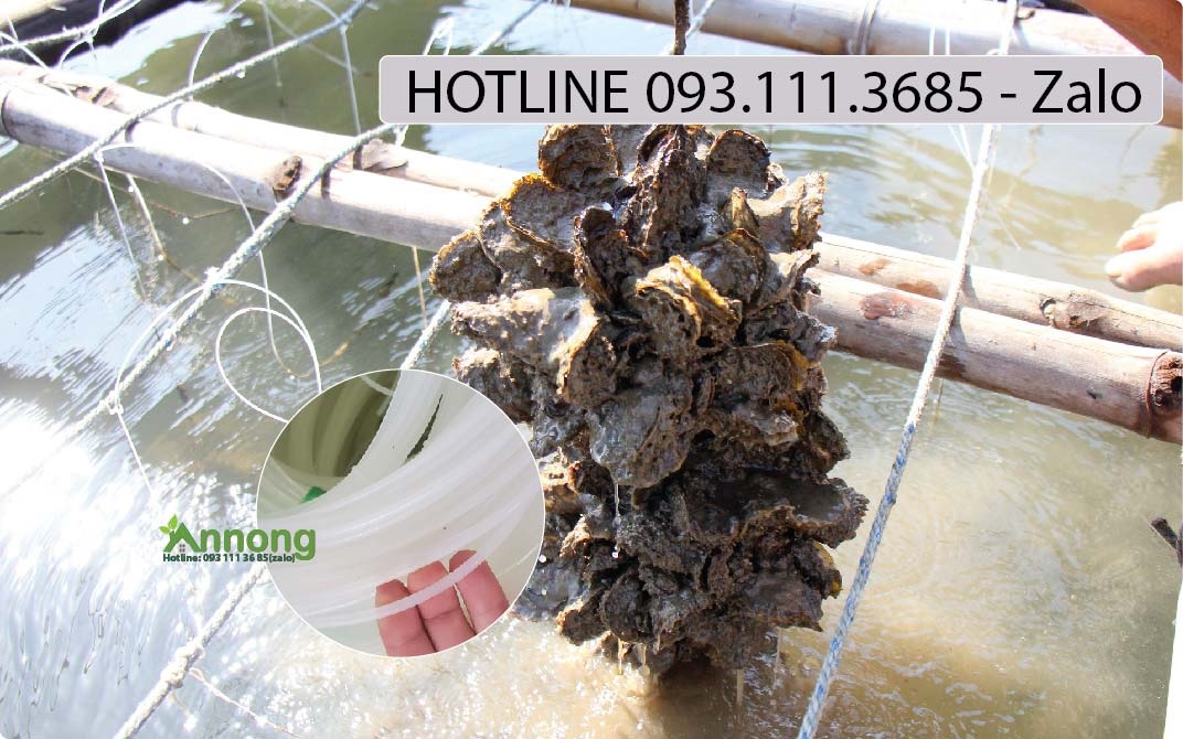 Day-cuoc-duc-pa-nuoi-hau-bien