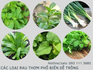 Cac-loai-rau-gia-vi-de-trong