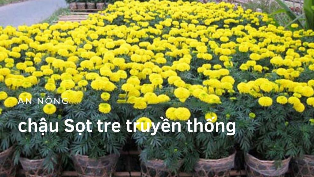 Chậu Nhựa Đỏ Trồng Hoa Tết Mới Nhất 9 chau-nhua-do-trong-hoa-tet-moi-nhat-11