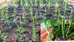 cach-trong-mang-tay-trong-chau-nhua-an-nong