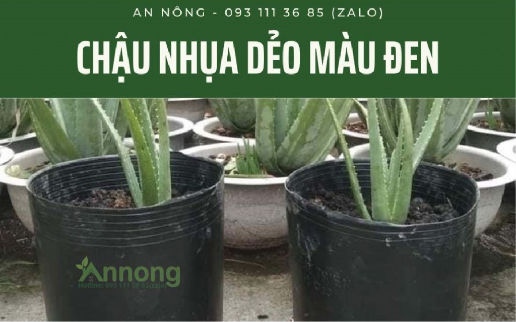 chau-nhua-trong-hoa-van-tho-gia-re-8