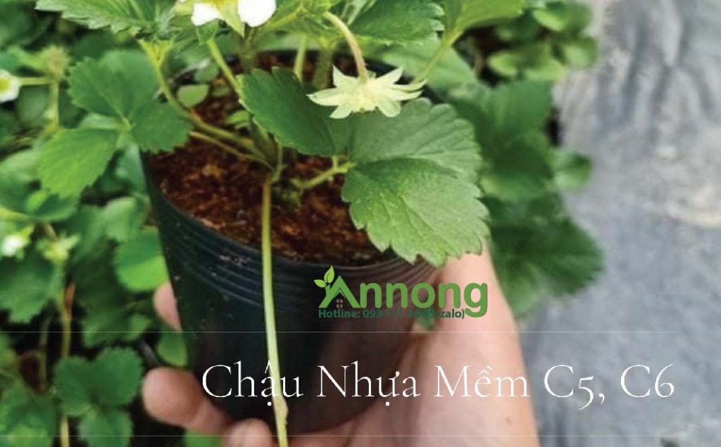 chau-nhua-trong-hoa-van-tho-gia-re-4