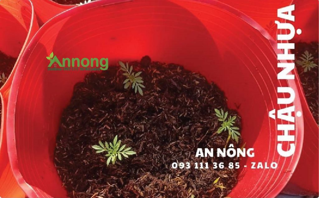 Chậu Nhựa Đỏ Trồng Hoa Tết Mới Nhất 8 chau-nhua-do-trong-hoa-tet-moi-nhat-1