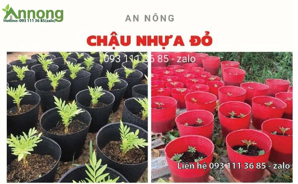 Chậu Nhựa Đỏ Trồng Hoa Tết Mới Nhất 13 chau-nhua-do-trong-hoa-tet-moi-nhat-6