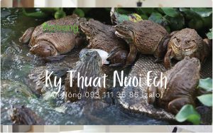 6-ky-thuat-nuoi-ech-cho-nguoi-moi-bat-dau-9