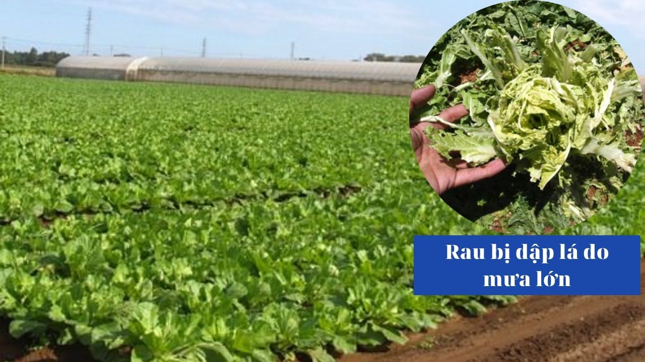 tac-hai-viec-khong-trong-rau-trong-nha-luoi