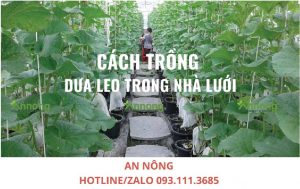 cach-trong-dua-leo-trong-nha-luoi-chi-tiet-6