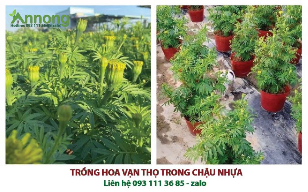 Chậu Nhựa Đỏ Trồng Hoa Tết Mới Nhất 11 chau-nhua-do-trong-hoa-tet-moi-nhat-3