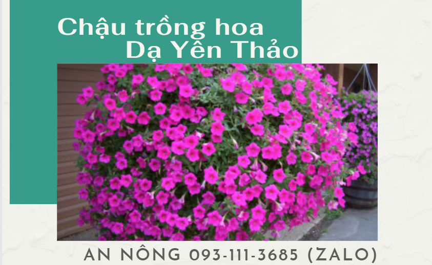 cach-trong-hoa-da-yen-thao-312313