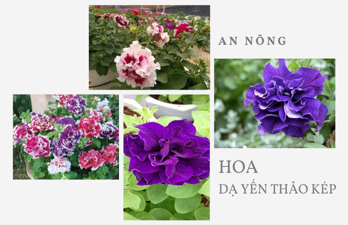 cach-trong-hoa-da-yen-thao-312313-3123213