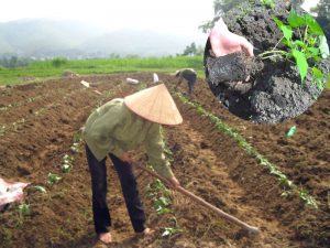 cach-trong-khoai-lang-tu-than