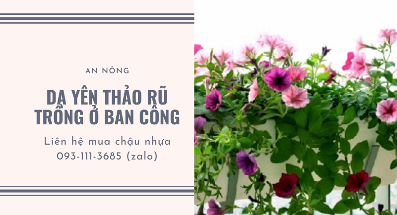 trong-da-yen-thao-trong-chau-nhua-gia-re-6