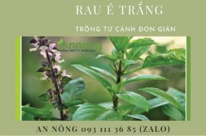 cach-trong-cay-e-trang-tu-canh-don-gian