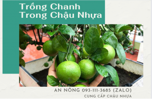 bi-quyet-cham-soc-cay-chanh-tai-nha-don-gian-6