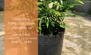 trong-gung-trong-chau-nhua-cho-nhieu-cu