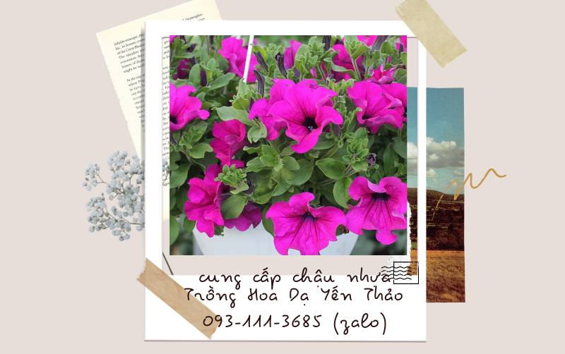 cach-trong-hoa-da-yen-thao-3123