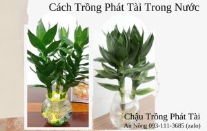 trong-cay-phat-tai-trong-nuoc