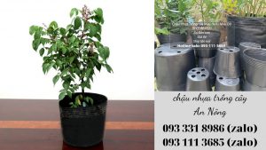 chau-nhua-trong-cay-an-nong