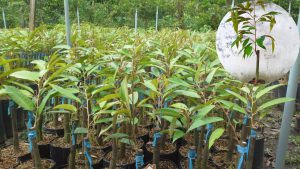 cach-trong-cay-sau-rieng-thai-tu-cay-con