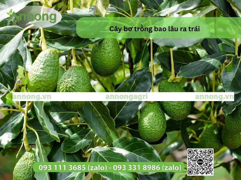 cay-bo-trong-bao-lau-ra-trai-3-3-31233