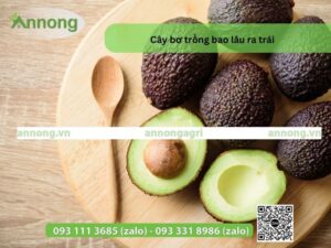 cay-bo-trong-bao-lau-ra-trai-3-3123