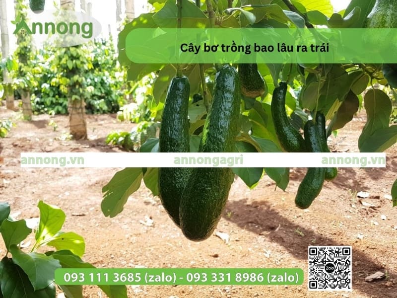 cay-bo-trong-bao-lau-ra-trai-3313-312321