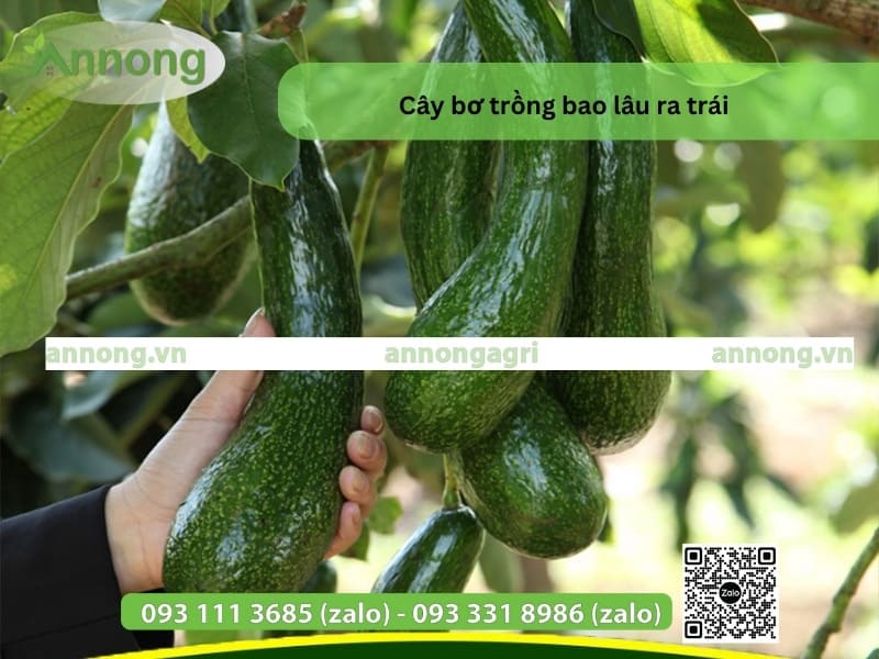 cay-bo-trong-bao-lau-ra-trai-3321-41244