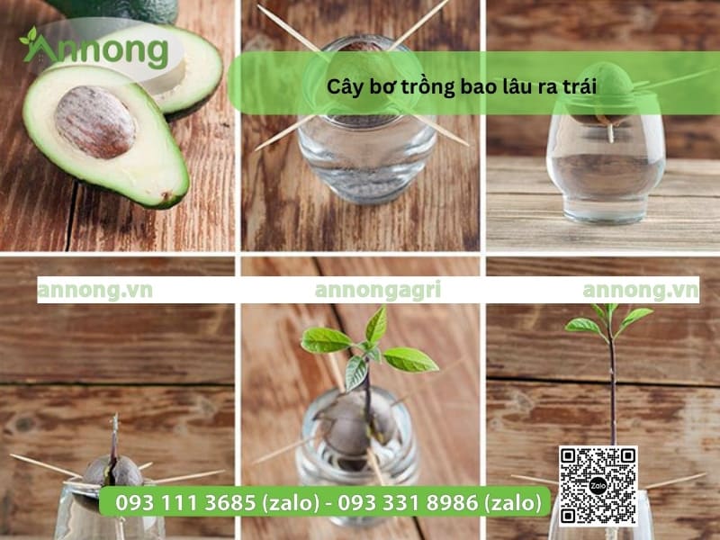 cay-bo-trong-bao-lau-ra-trai-34323143-2`12