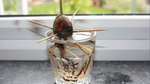 trong-cay-bo-tu-hat-an-nong