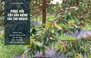 5-buoc-phuc-hoi-cay-sau-rieng-sau-thu-hoach-5