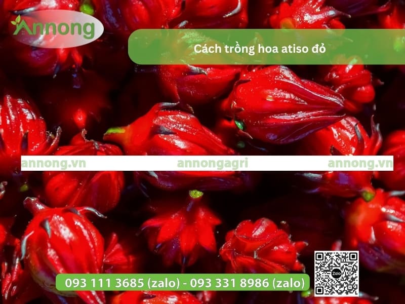 cach-trong-atiso-don-gian 