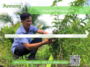 cong-dung-cua-cay-xa-den-3-4123123213-3123