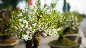 Cach-trong-cay-nhat-chi-mai (1)