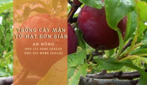 trong-man-tu-hat-don-gian-ai-cung-lam-duoc