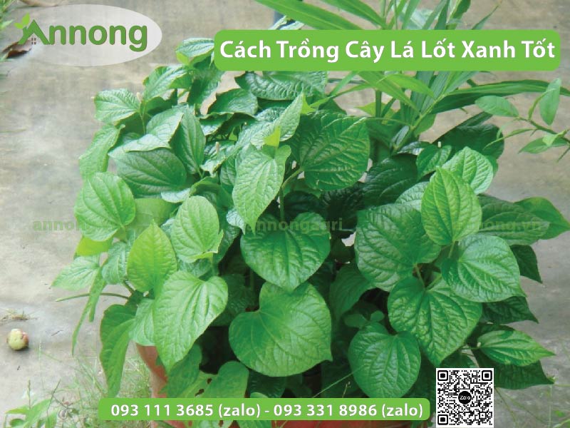 cach-trong-cay-la-lot-sieu-tot