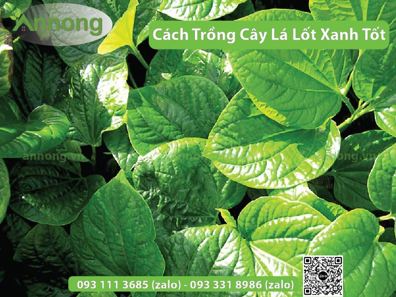 cach-trong-cay-la-lot-sieu-tot1-01