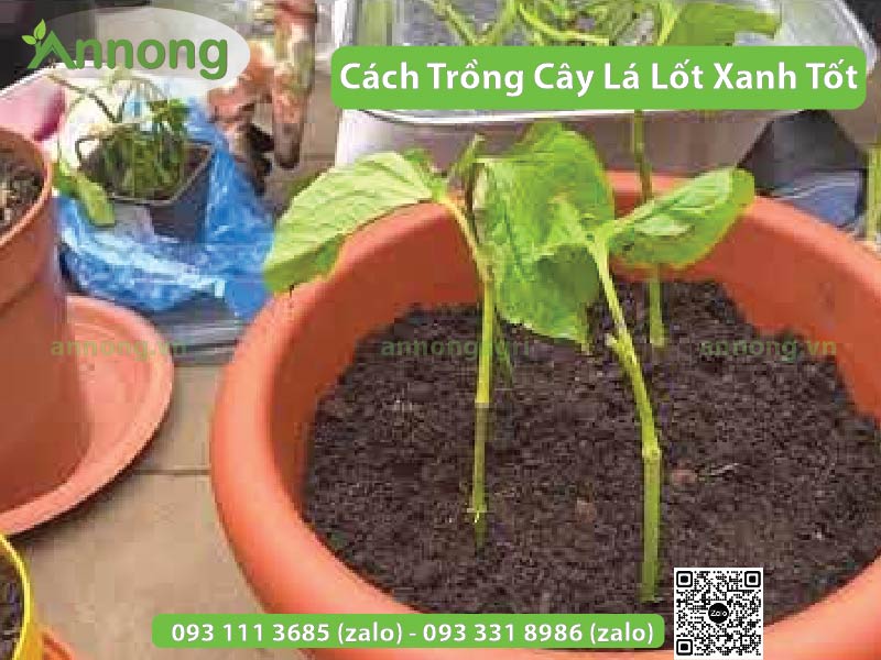 cach-trong-cay-la-lot-sieu-tot2