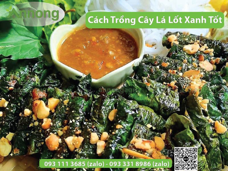 cach-trong-cay-la-lot-sieu-tot3