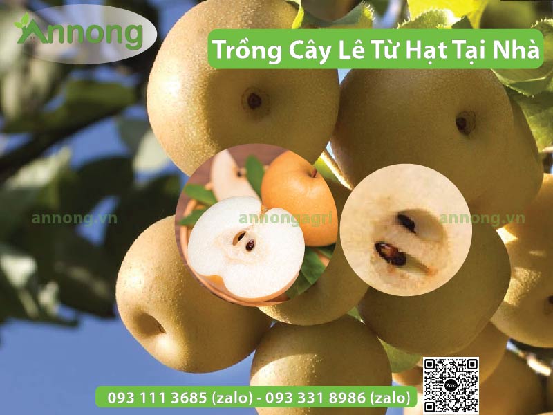 cach-trong-cay-le-tu-hat-tai-nha-3