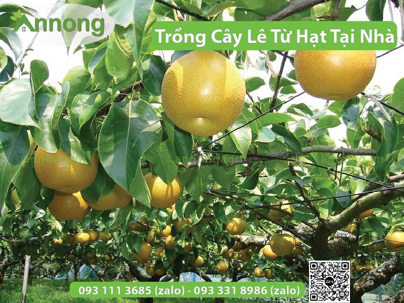 cach-trong-cay-le-tu-hat-tai-nha-2