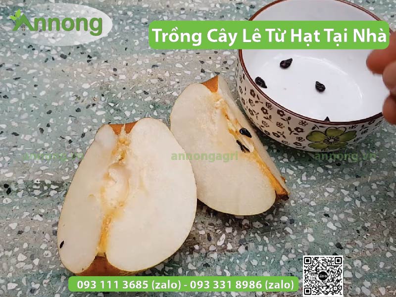 cach-trong-cay-le-tu-hat-tai-nha-6