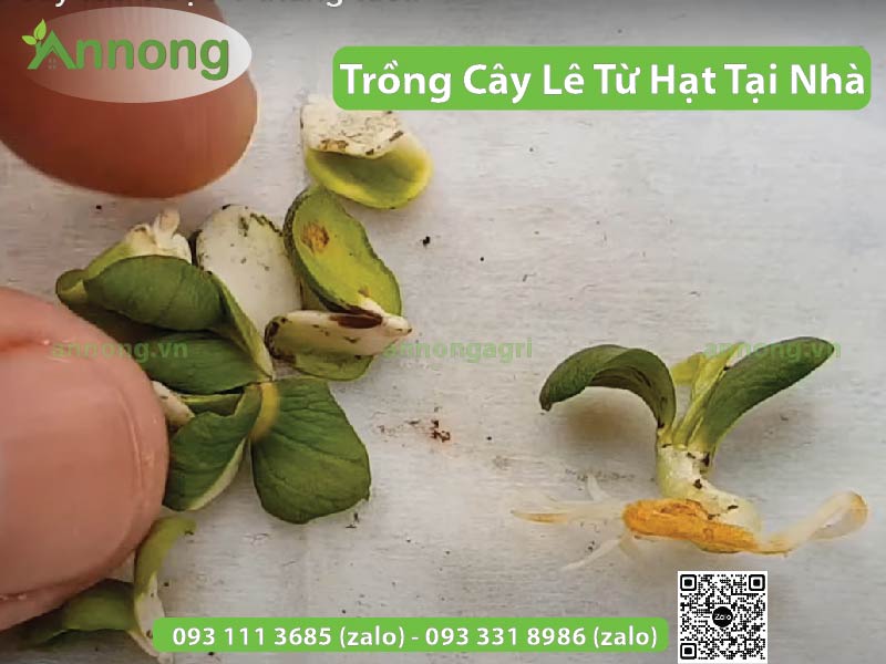 cach-trong-cay-le-tu-hat-tai-nha-7