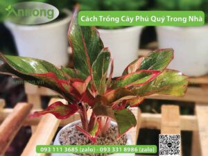 cach-trong-cay-phu-quy-giup-thu-hut-tai-loc