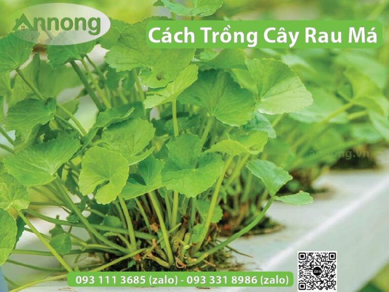 Cách trồng cây rau má đơn giản, ngon đẹp mắt