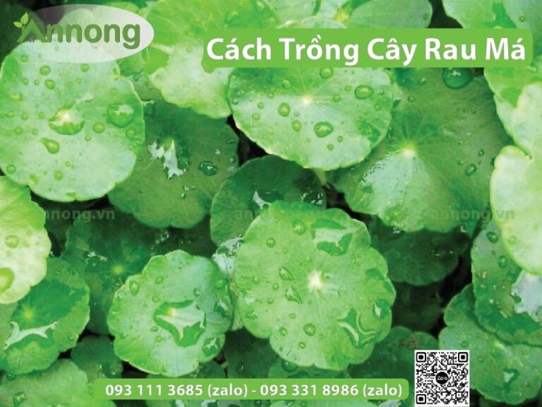 Cách trồng cây rau má đơn giản, ngon đẹp mắt