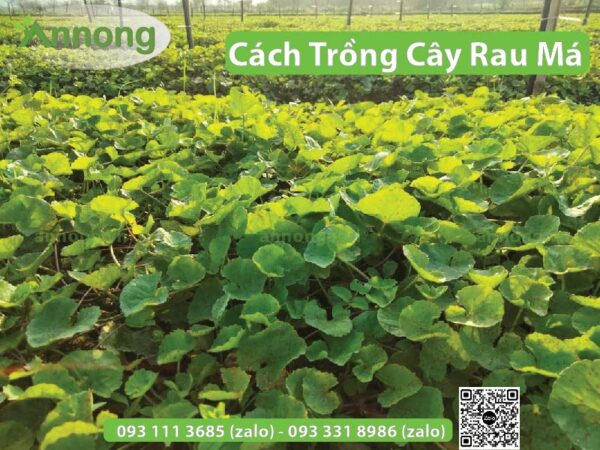 Cách trồng cây rau má đơn giản, ngon đẹp mắt