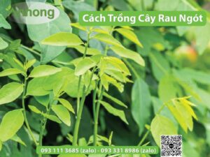 cach-trong-cay-rau-ngot-tuoi-tot